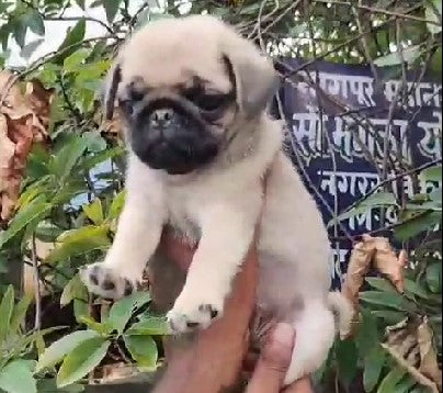 Male Pug Puppies Available For Sale.
