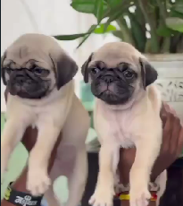 Purchase Male & Female Pug Puppies Available For Sale.
