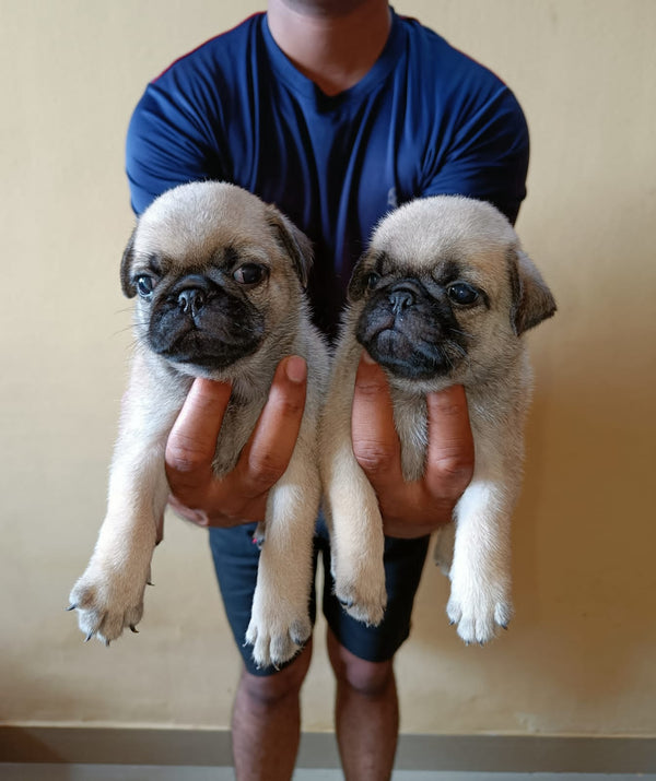 Buy Male & Female Pug Puppies Available For Sale.
