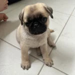 We have Male & Female Pug Puppies Available For Sale.
