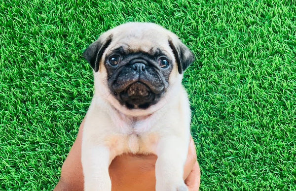 pug puppy in pune.