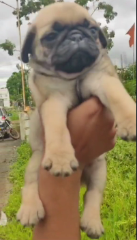 Playful Pug Puppies Available For Sale.