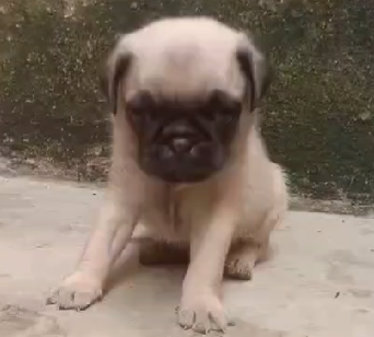 Get Male Pug Puppy From Us At Affordable Price.