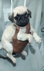 Companionable  Pug Puppies Available For Sale In Pune.