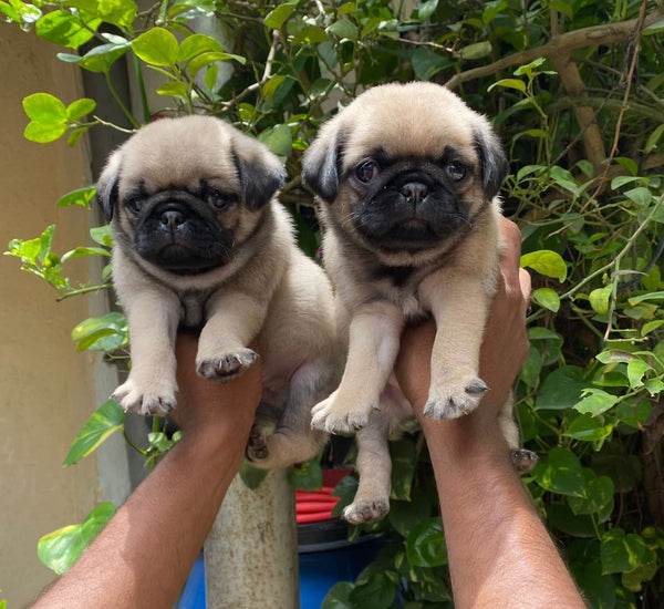 Get pug male & female  puppies available for sale in jaipur.
