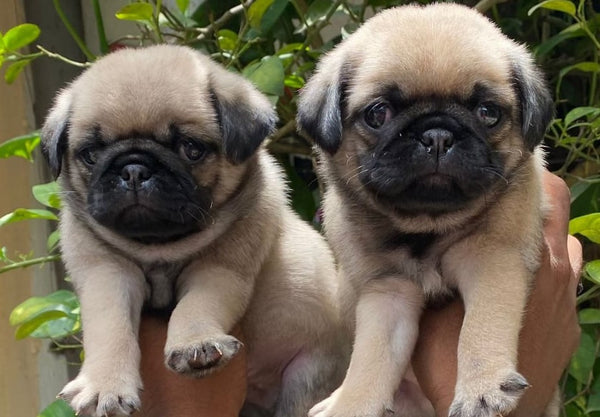 Purchase intelligent pug puppies for sale in jaipur.
