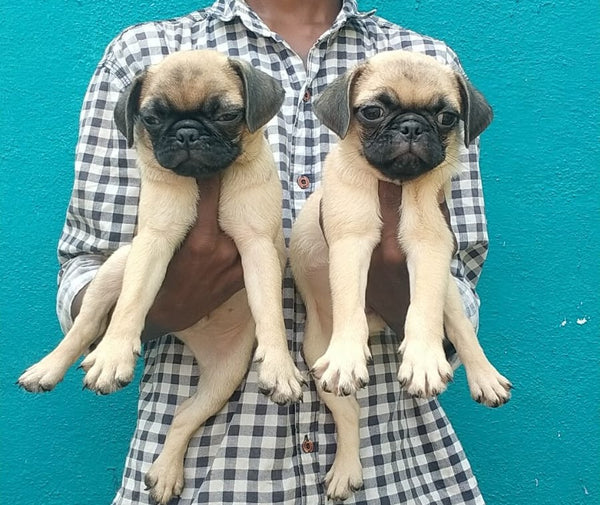 Buy pug puppies from jaipur at best price.
