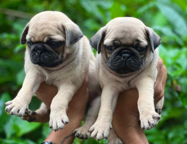 Purchase Kid Friendly Pug Puppies Available For Sale In Chennai.
