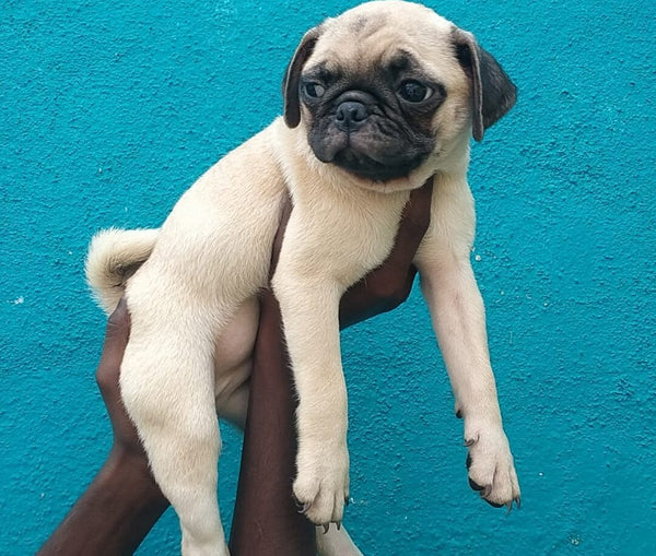 Buy pug male puppies available for sale in jaipur.
