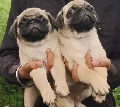 Buy Female Pug Puppies Available For Sale In Chennai.
