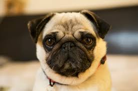 Healthy Pug Puppies Available For Sale..