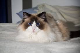 Ragdoll Cat