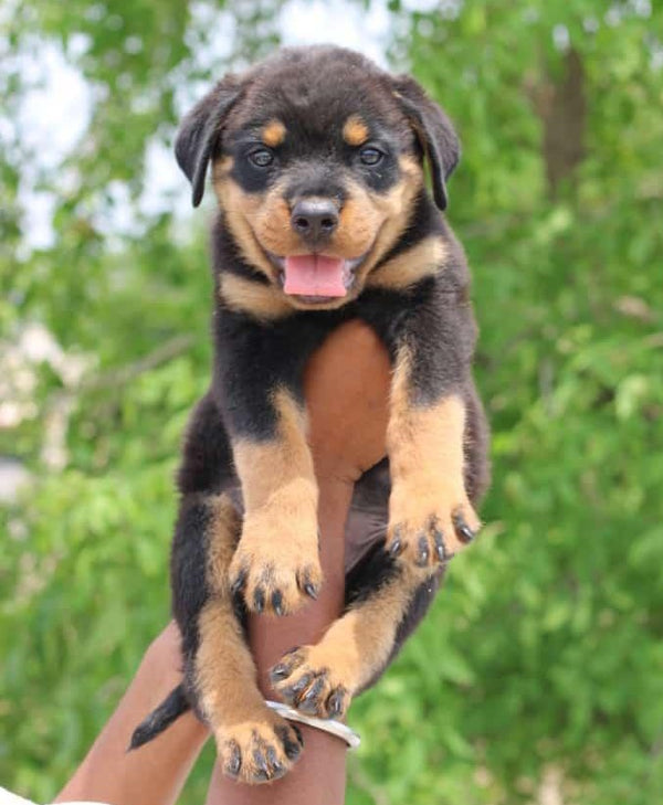 We have intelligent rottweiler puppies from vizag at premium quality.
