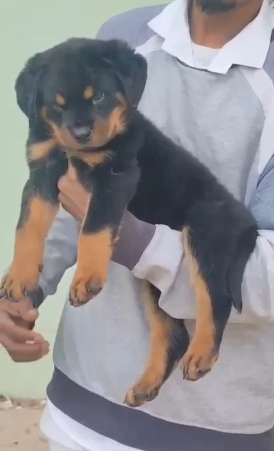 Get strong male rottweiler puppies at your city vizag.
