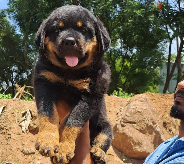 Rottweiler male & female puppies available for sale in vizag.
