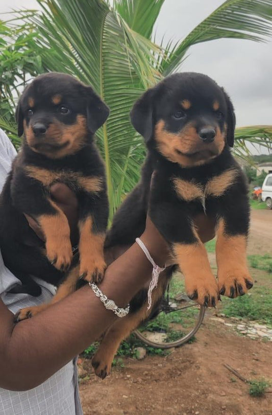 Buy Rottweiler male & female puppies from vizag at best quality.
