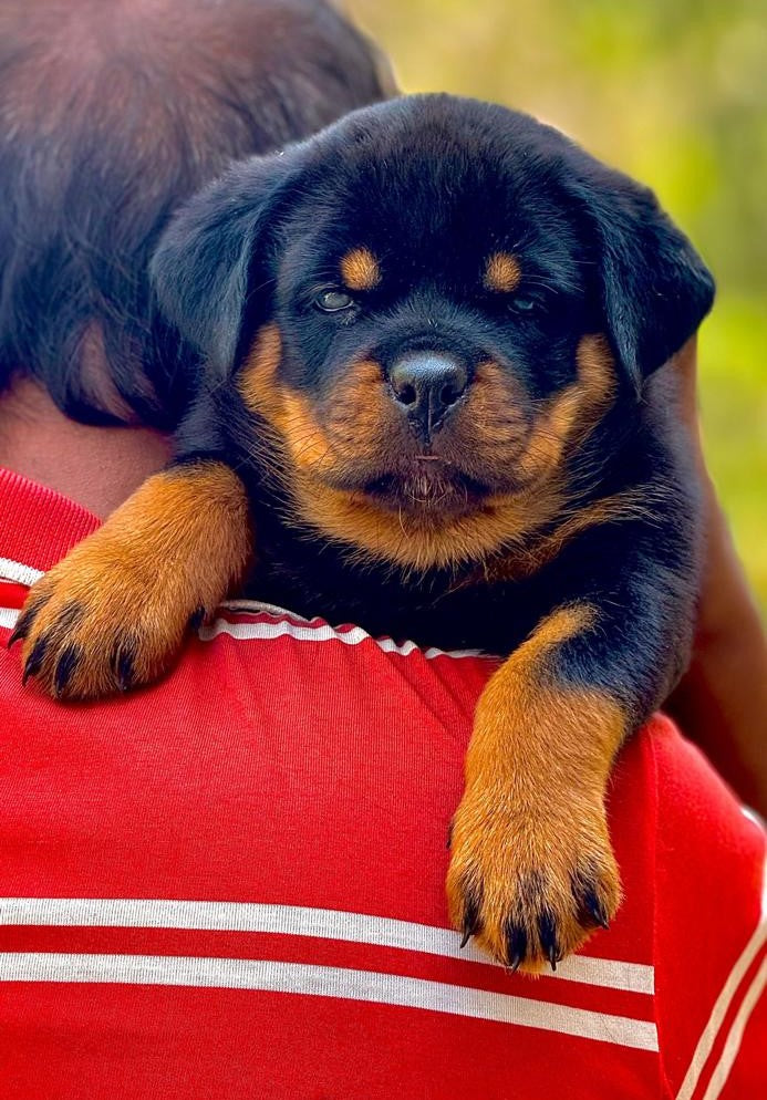 Purchase Champion Bloodline Rottweiler Puppies Available For Sale In Ahmedabad.
