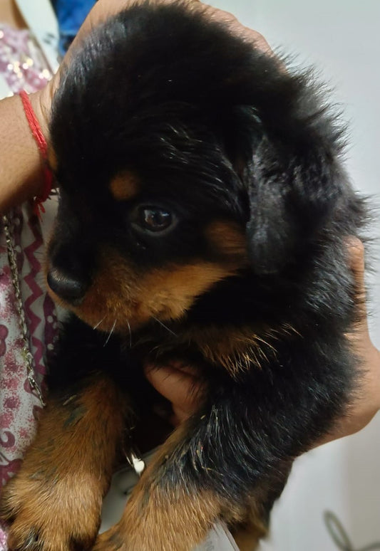 Vet Checked Rottweiler Puppies Available For Sale In Ahmedabad.
