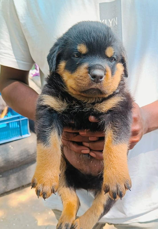 Black & Tan Male & Female Rottweiler  Puppies Available For Sale In Ahmedabad.
