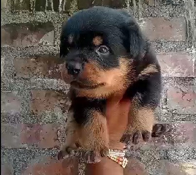 We Have KCI Registered Male Rottweiler Puppies Available For Sale In Ahmedabad.
