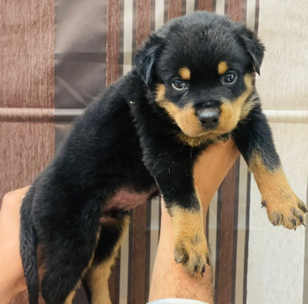 Male Rottweiler Puppies Available For Sale In Delhi.
