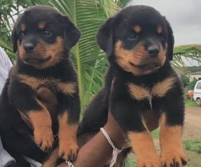 Get Intelligent Rottweiler Puppies Available For Sale In Delhi.
