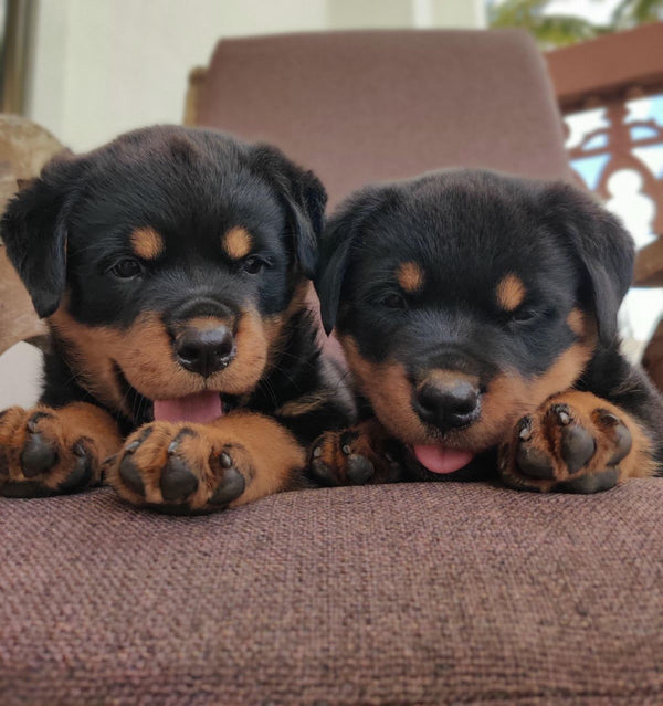 Buy Male & Female Rottweiler Puppies Available For Sale In Delhi.
