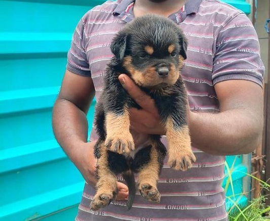 We have Male & Female Rottweiler Puppies Available For Sale In Delhi.
