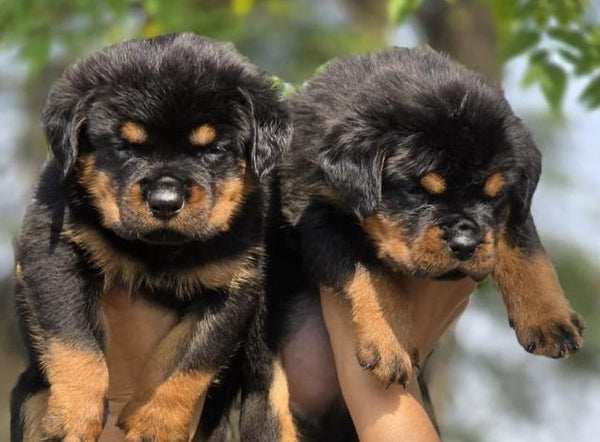 Get Male & Female Rottweiler Puppies At Affordable Price In Your City.