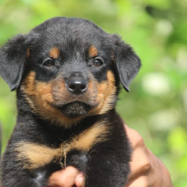 We have Male Rottweiler Puppies Available For Sale.
