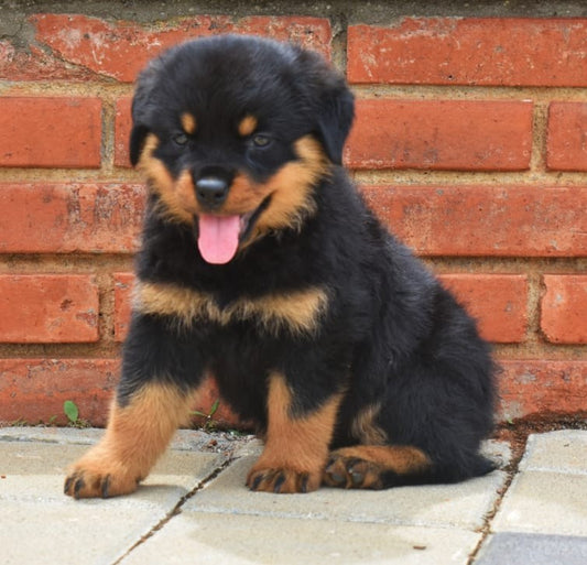 We have healthy rottweiler puppies for sale in goa.