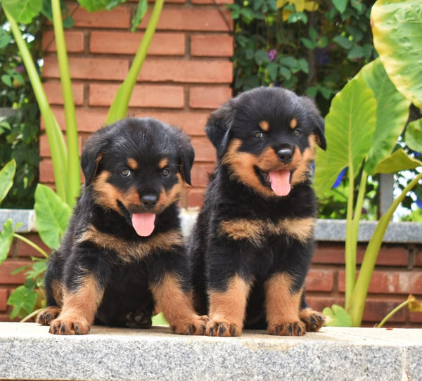 Get Black & Tan Male Female Rottweiler  Puppies Available For Sale n Goa.