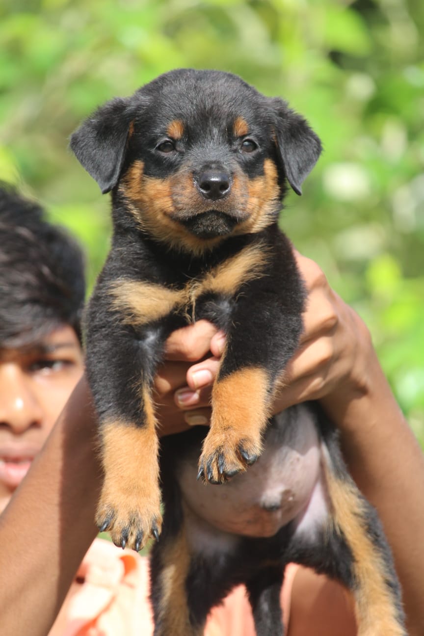Male & Female Rottweiler Puppies Available For Sale.
