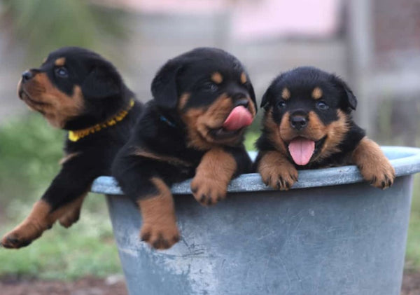 We have Male & Female Rottweiler Puppies Available For Sale.
