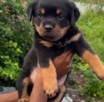 Get Male Rottweiler Puppies Available For Sale.
