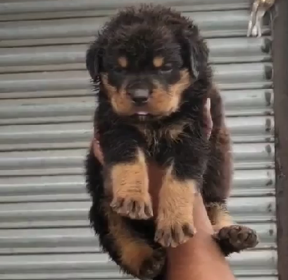 Well Muscled Rottweiler puppy available for sale.