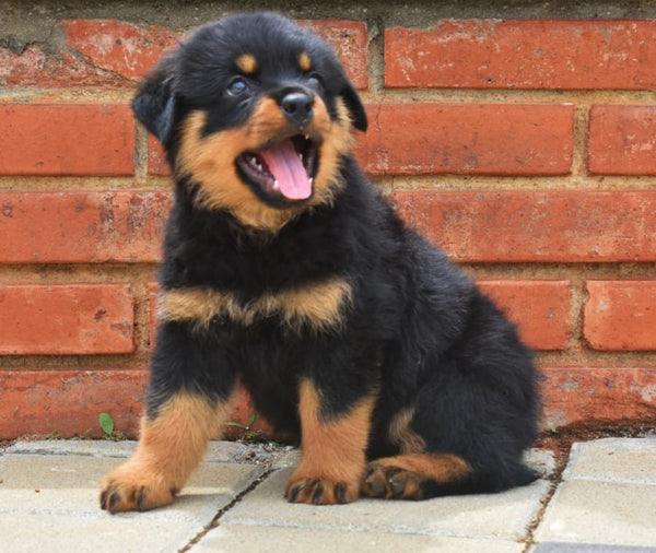 We have intelligent rottweiler puppies from jaipur at premium quality.

