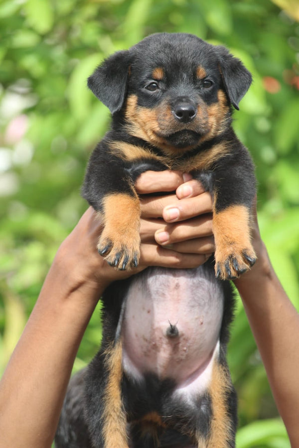 We have intelligent rottweiler puppies from chennai at premium quality.
