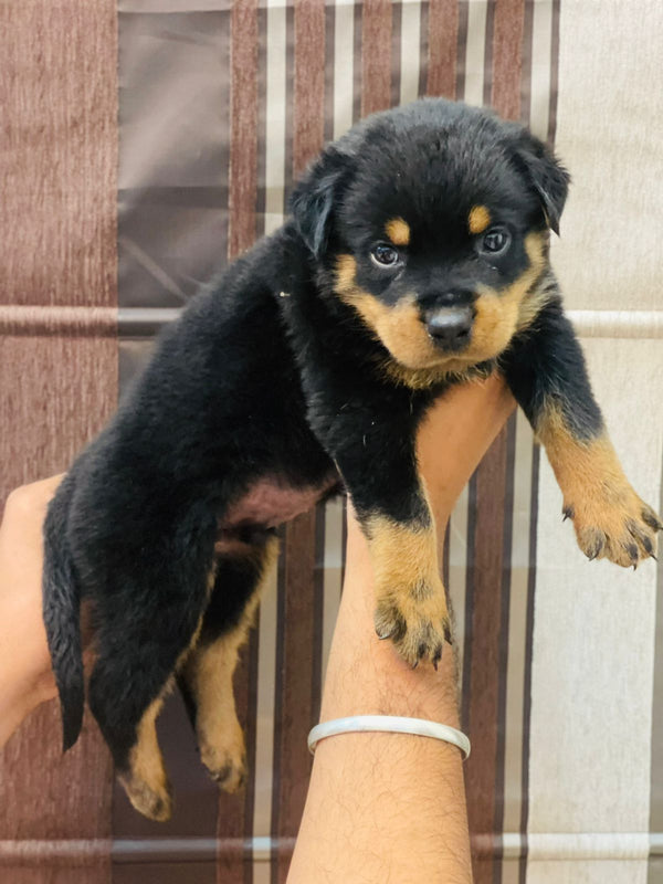 Get strong male rottweiler puppies at your city jaipur.
