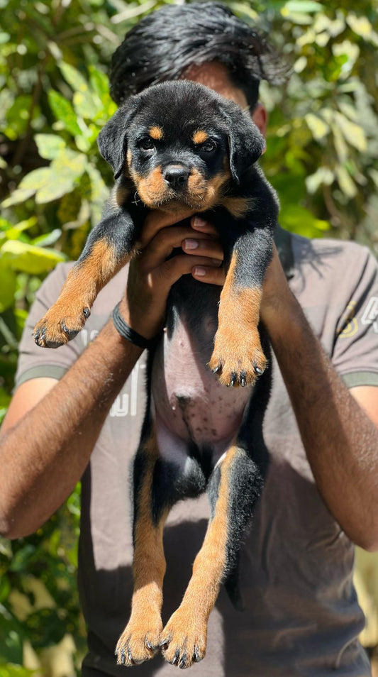 Get strong male rottweiler puppies at your city chennai.
