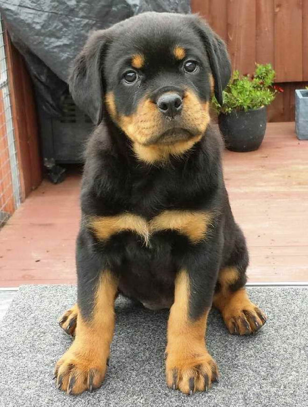 Rottweiler male & female puppies available for sale in jaipur.
