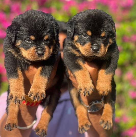 Rottweiler male & female puppies available for sale in chennai.
