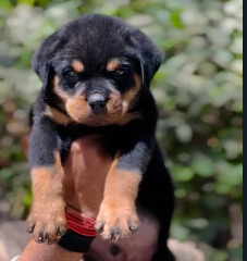Buy Rottweiler male & female puppies from chennai at best quality.
