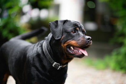 Alert & Athletic Rottweiler Puppy Available For Sale.