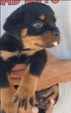 Protective Rottweiler Puppy Available In bangalore.
