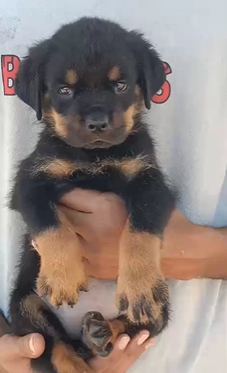 Protective Rottweiler Puppy Available In bangalore.