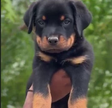 Rottweiler male & female puppies available for sale in hyderabad.
