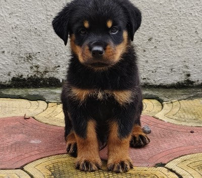 Buy Rottweiler male & female puppies from hyderabad at best quality.
