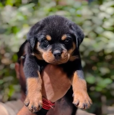 Powerful Rottweiler Puppy Available In Pune.