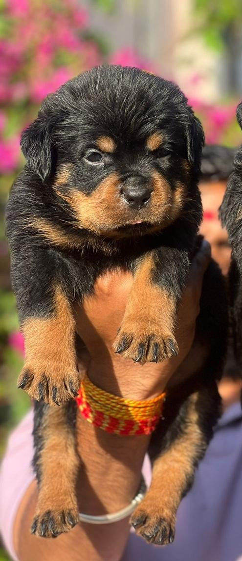Intelligent Rottweiler Puppy Available For Sale In Pune